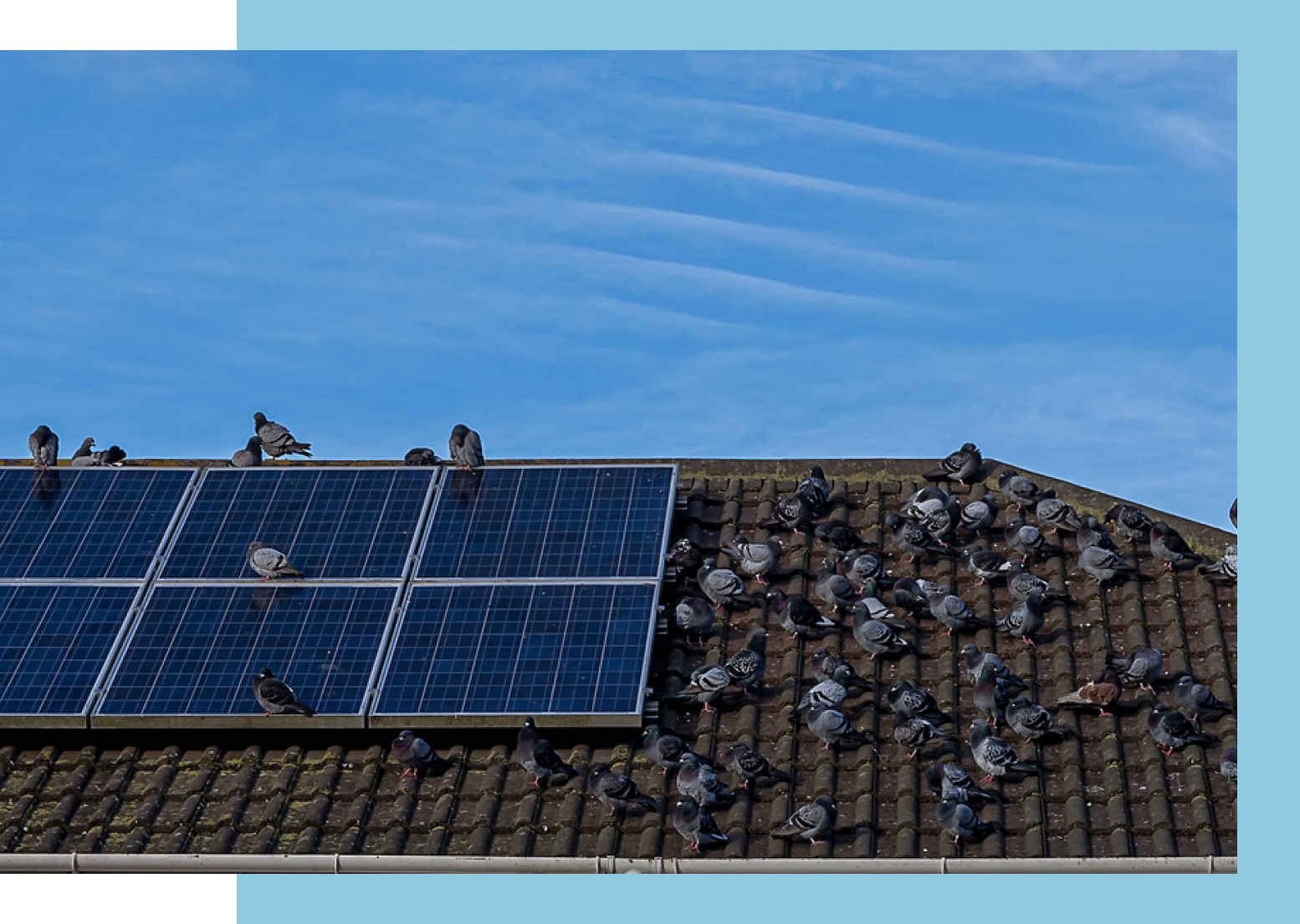 Pigeons on Solar Panel