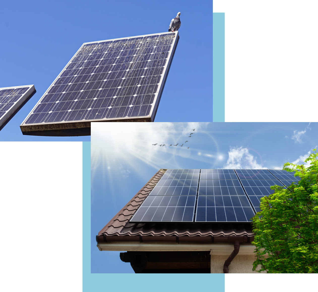 Pigeons on Solar Panel