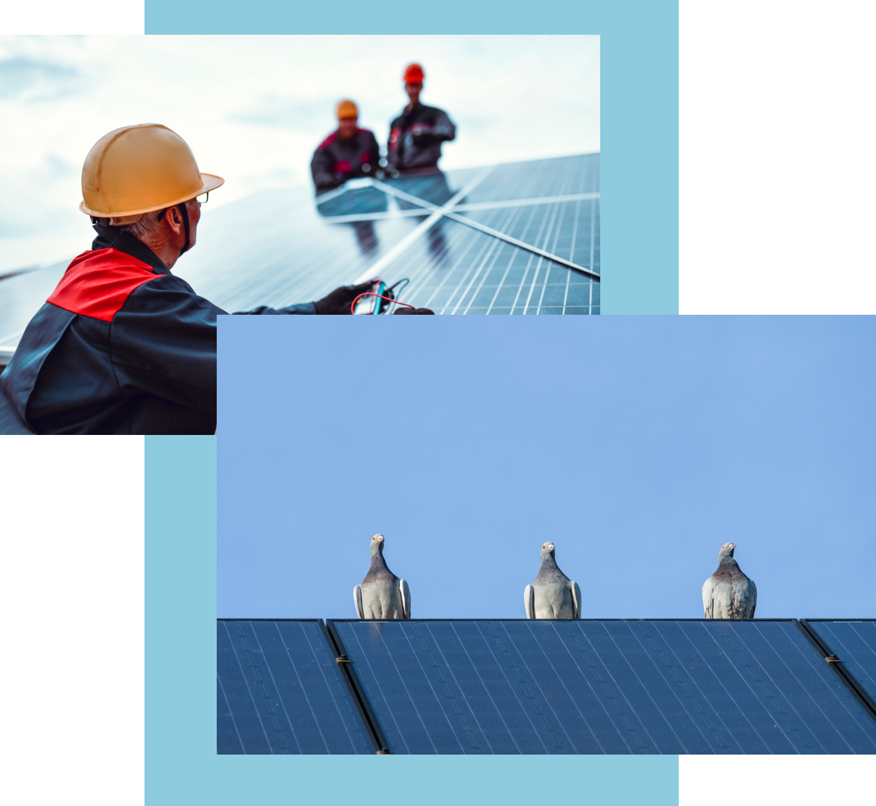 Pigeons on Solar Panel