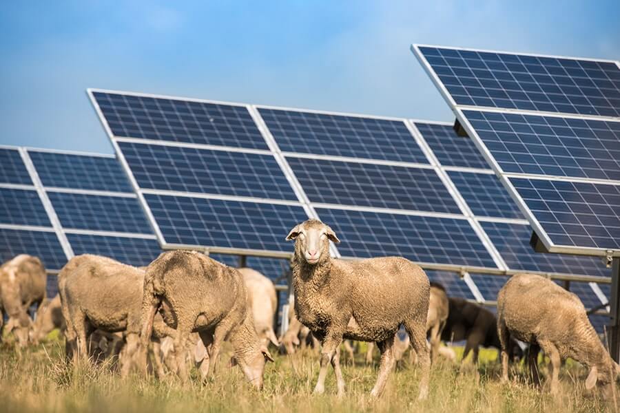 Solar panels with livestock
